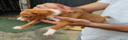 Podenco Andaluz perros en venta: Cachorro podenco - Anuncio 2