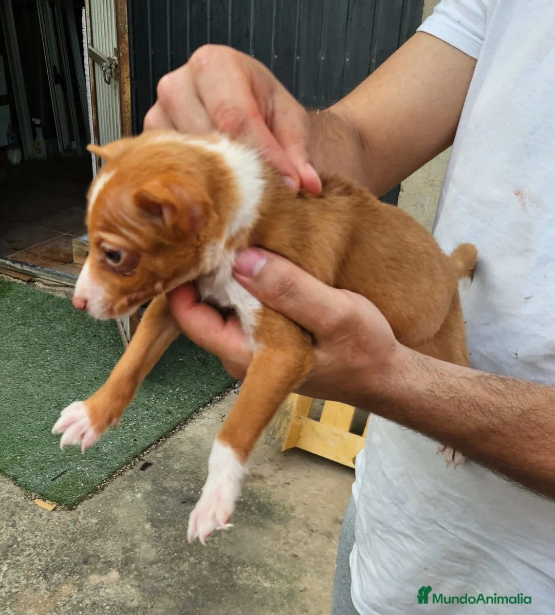 Podenco Andaluz perros en venta: Cachorro podenco - Anuncio 2