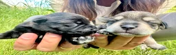 Schnauzer Miniatura perros en venta: Schnauzer Camada Especial  en Salamanca - Anuncio 2