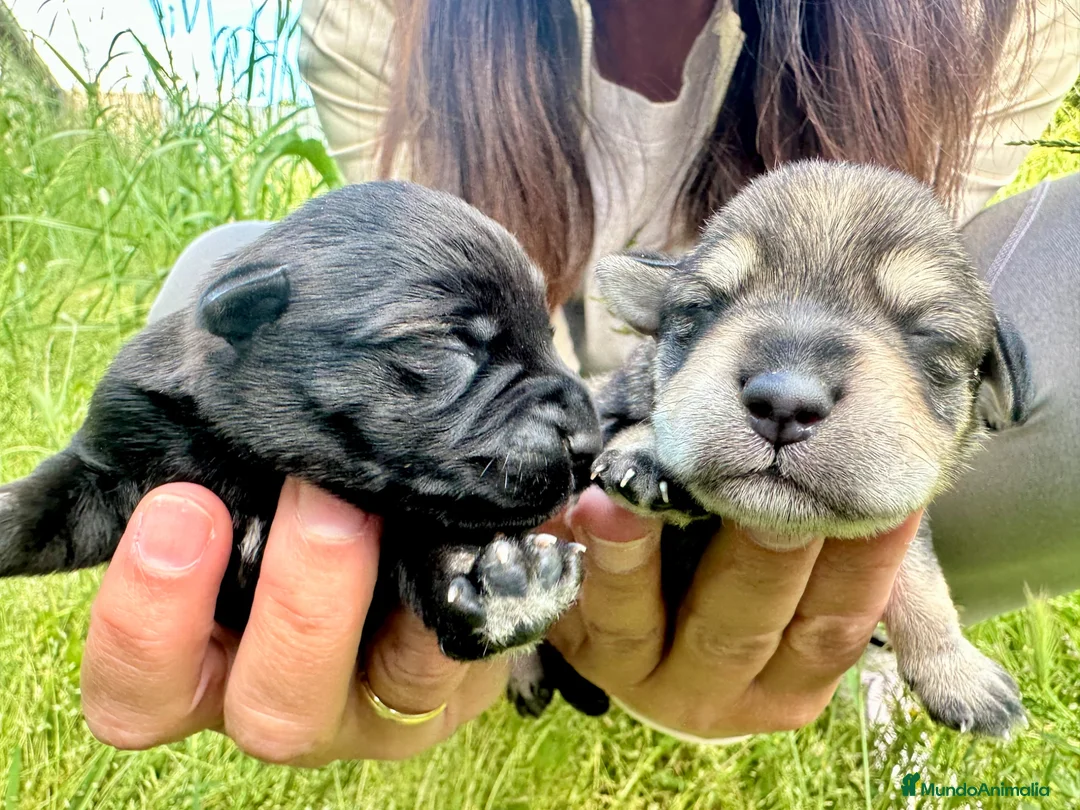 Schnauzer Miniatura perros en venta: Schnauzer Camada Especial  en Salamanca - Anuncio 2