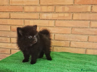 Pomerania perros - Anuncio 6