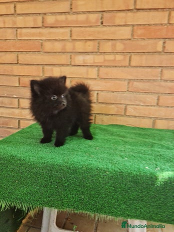 Pomerania perros - Anuncio 2