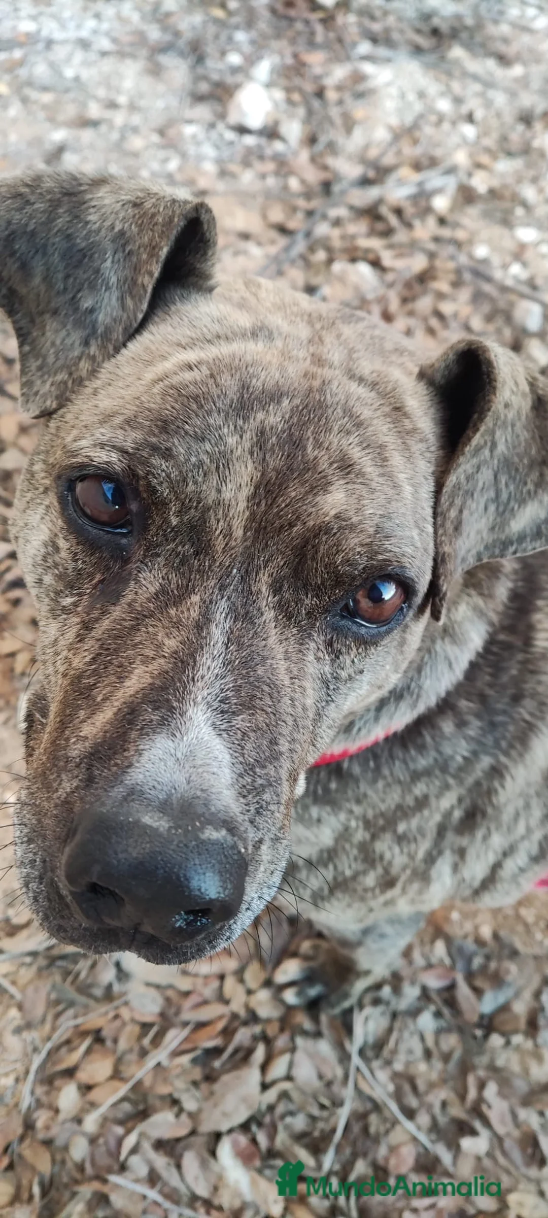 American Pit Bull Terrier perros en adopcion: TIGRE 🥰❤️ en Adopción  - Anuncio 3