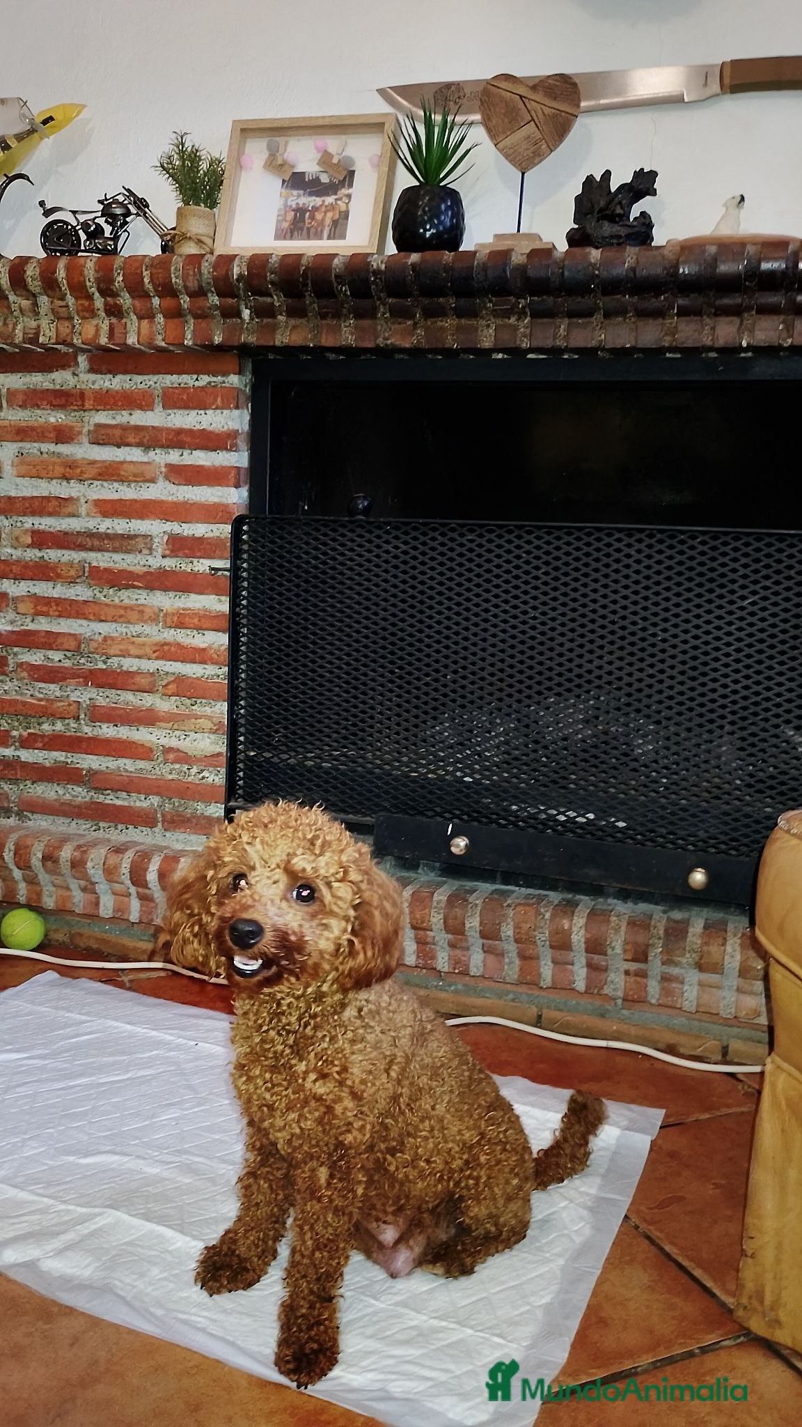 Caniche Toy perros Caniche toy - Anuncio 1