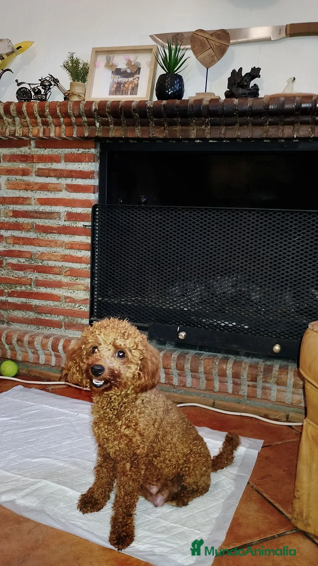 Caniche Toy perros en venta: Caniche toy - Anuncio 1