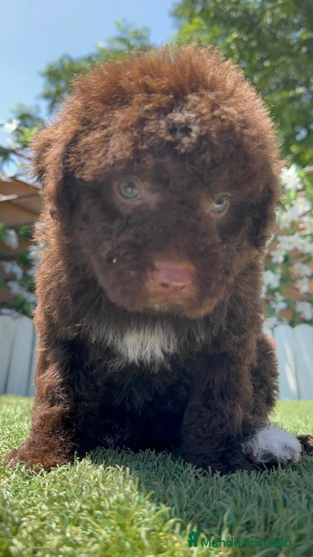 Perro de Agua Español perros en venta: 🐶 PERRO DE AGUA ESPAÑOL – MASCOTAS DEL SUR 🐶 - Anuncio 2