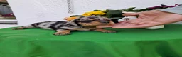 Teckel perros en venta: Teckel arlequin - Anuncio 2