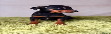 Pinscher Miniatura Cachorro 2