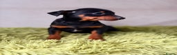 Pinscher Miniatura perros en venta: Mini pincher negro fuego  - Anuncio 5