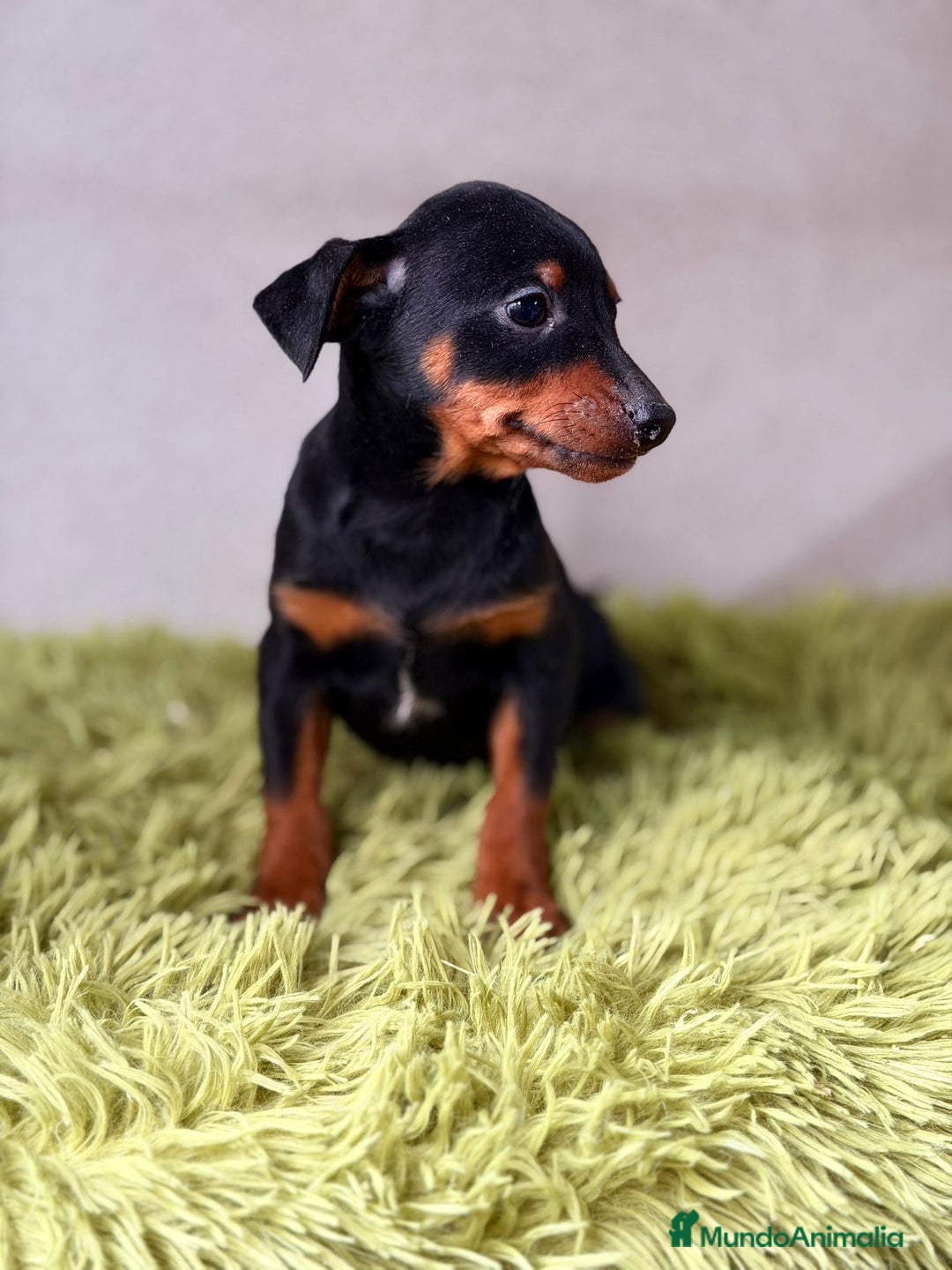 Pinscher Miniatura perros en venta: Mini pincher negro fuego  - Anuncio 5