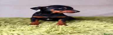 Pinscher Miniatura Cachorro 2