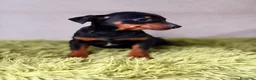 Pinscher Miniatura perros en venta: Mini pincher negro fuego  - Anuncio 5