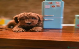 Caniche Toy perros en venta: CANICHES TOYS SE PUEDEN VER A LOS PADRES  - Imagen 2