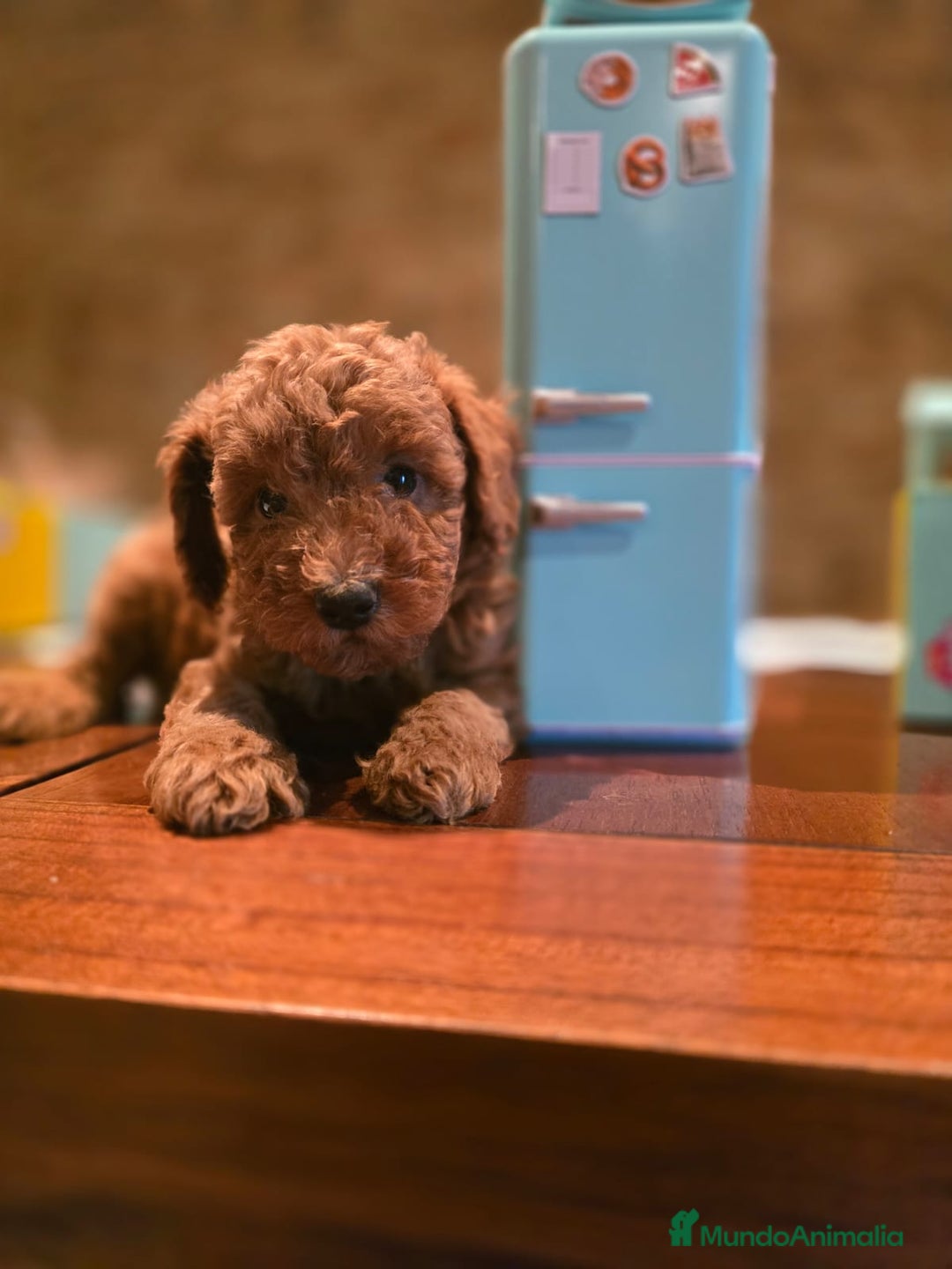 Caniche Toy perros en venta: CANICHES TOYS SE PUEDEN VER A LOS PADRES  - Imagen 2