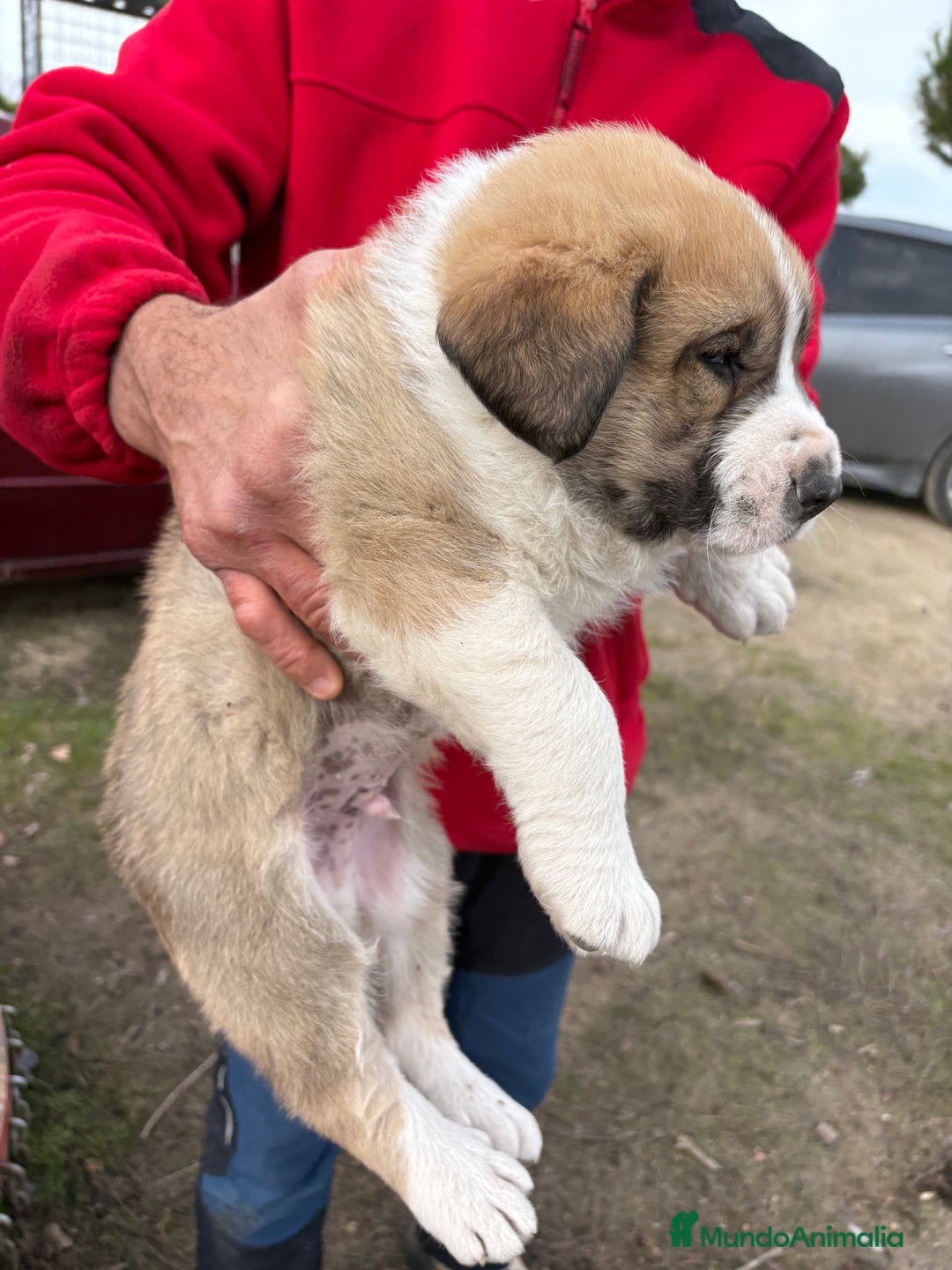 Mastín Español perros en venta: Mastín Español cachorro macho  - Anuncio 5