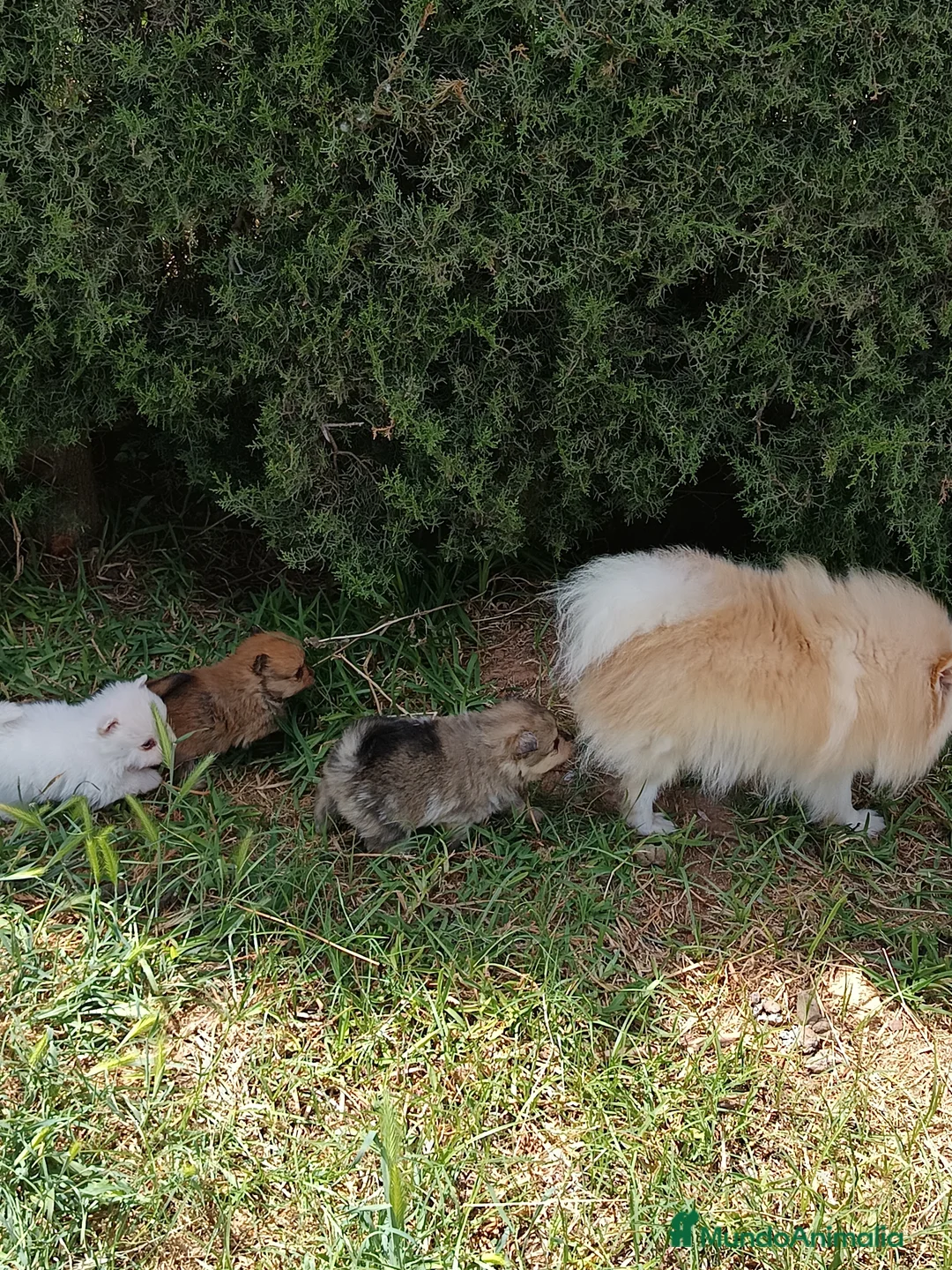 Pomerania perros en venta: Pomerania  - Anuncio 1