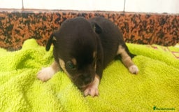 Chihuahua perros en venta: Hembra chihuahua  - Imagen 3