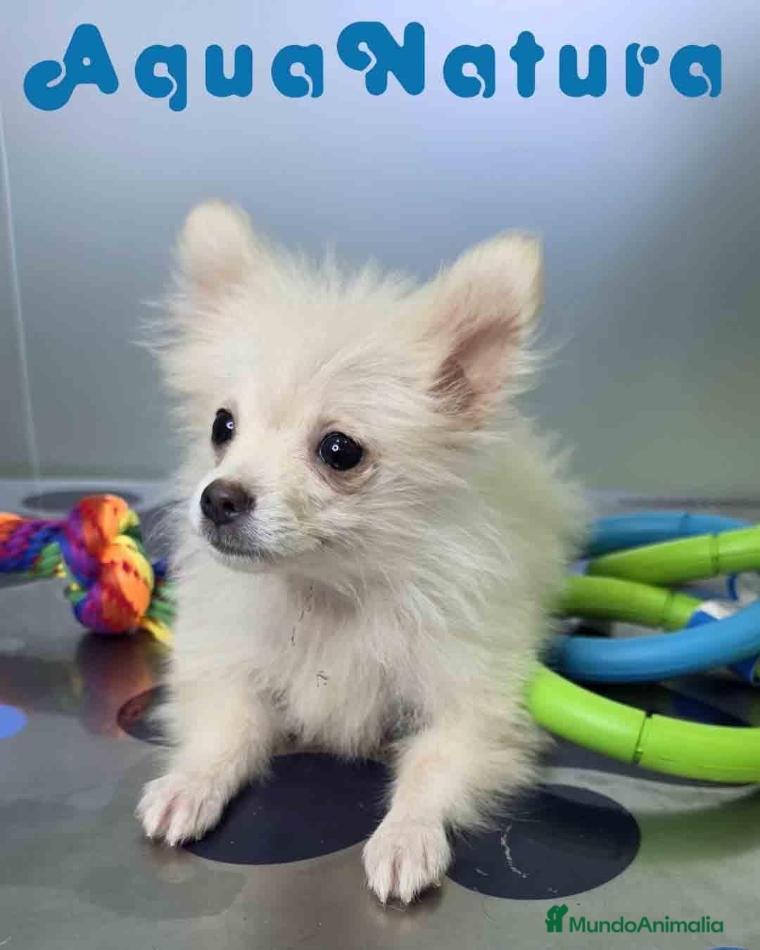 Pomerania perros en venta: Pomerania Macho de Japi y Pompom 8302 - Anuncio 1