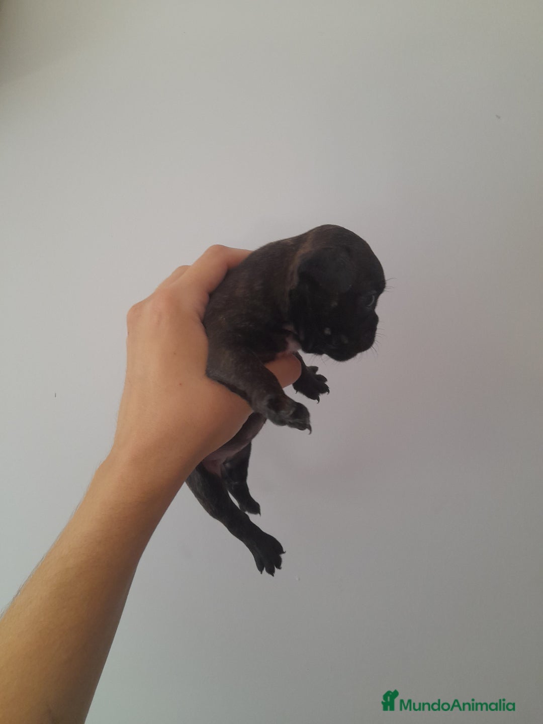 Bulldog Francés perros en venta: Camada de Bulldog Francés - Imagen 7