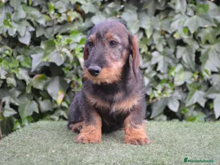 Teckel perros Teckel standar de pelo duro - Anuncio 1