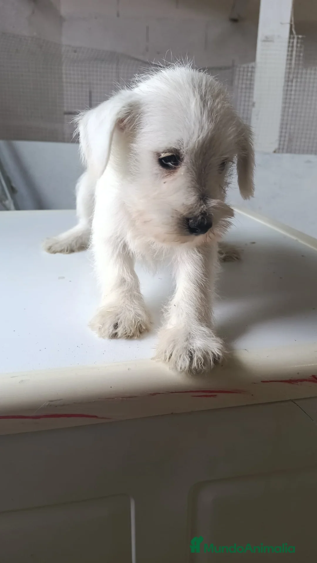 Schnauzer Mediano perros en venta: Preciosos schnauzer disponibles 🔥🐾🐶 - Anuncio 2