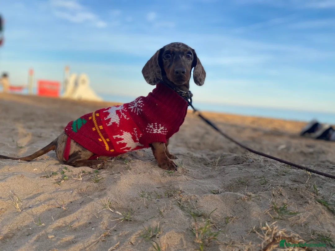 Imagen de galería {{count}}