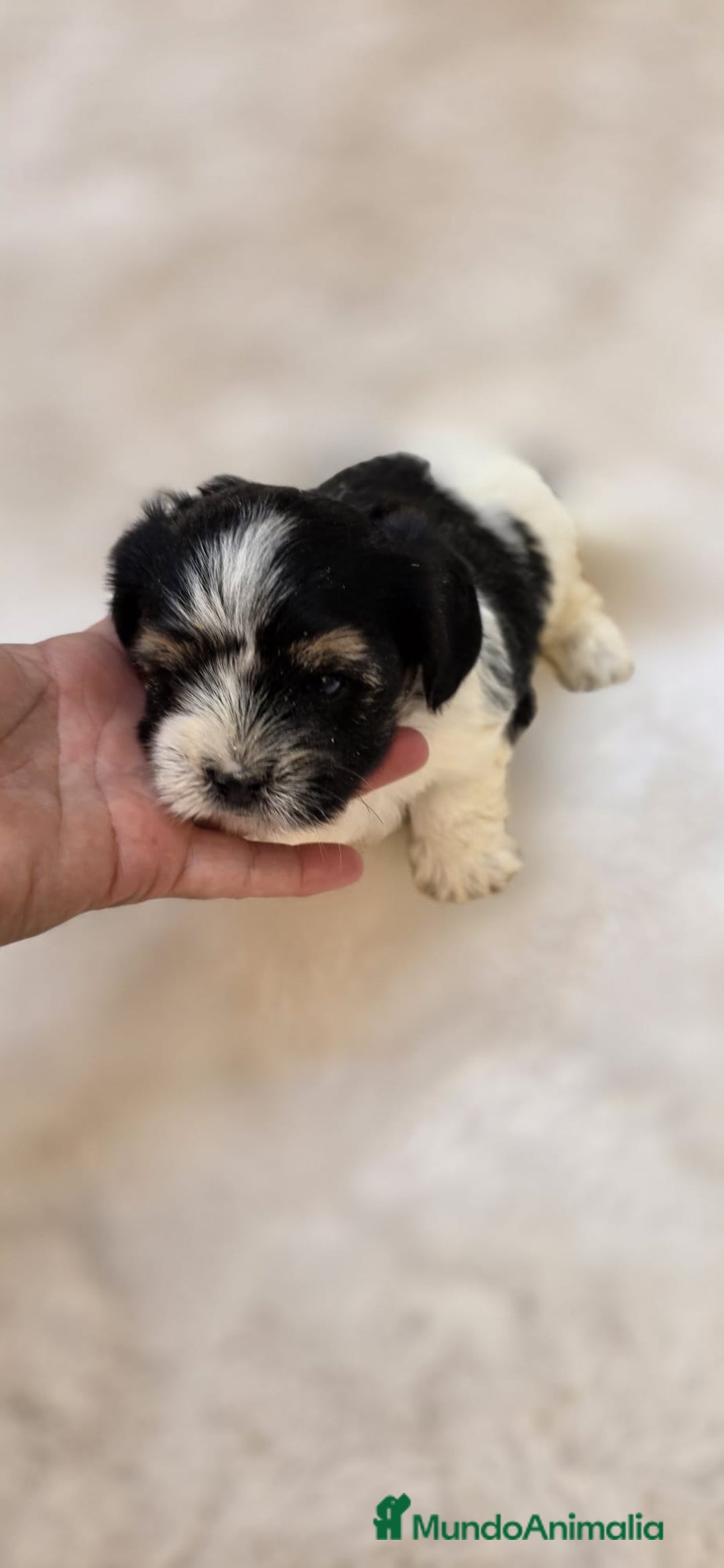 Biewer Yorkshire Terrier a la Pom Pon perros en venta: Yorkshire biewer ❗❗❗ - Imagen 2
