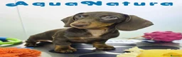 Teckel Miniatura perros en venta: Teckel Hembra DCD 4870 AQUANATURA - Anuncio 1