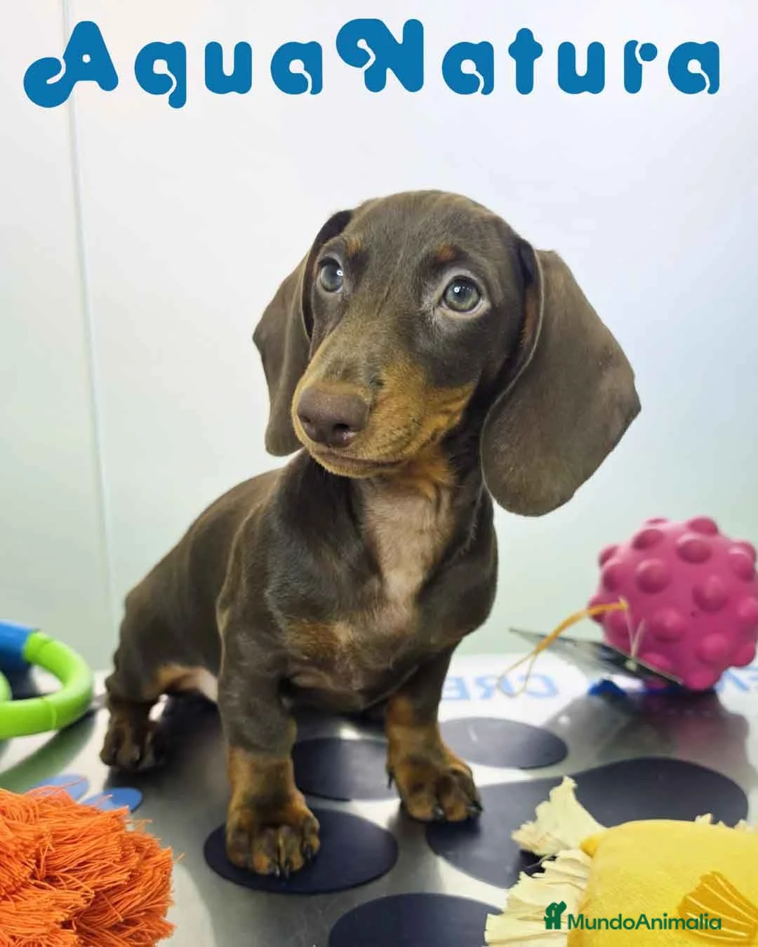 Teckel Miniatura perros en venta: Teckel Hembra DCD 4870 AQUANATURA - Anuncio 1