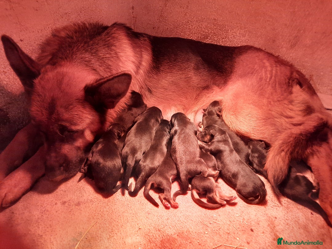 Pastor Alemán perros en venta: Pastores alemanes  - Imagen 7