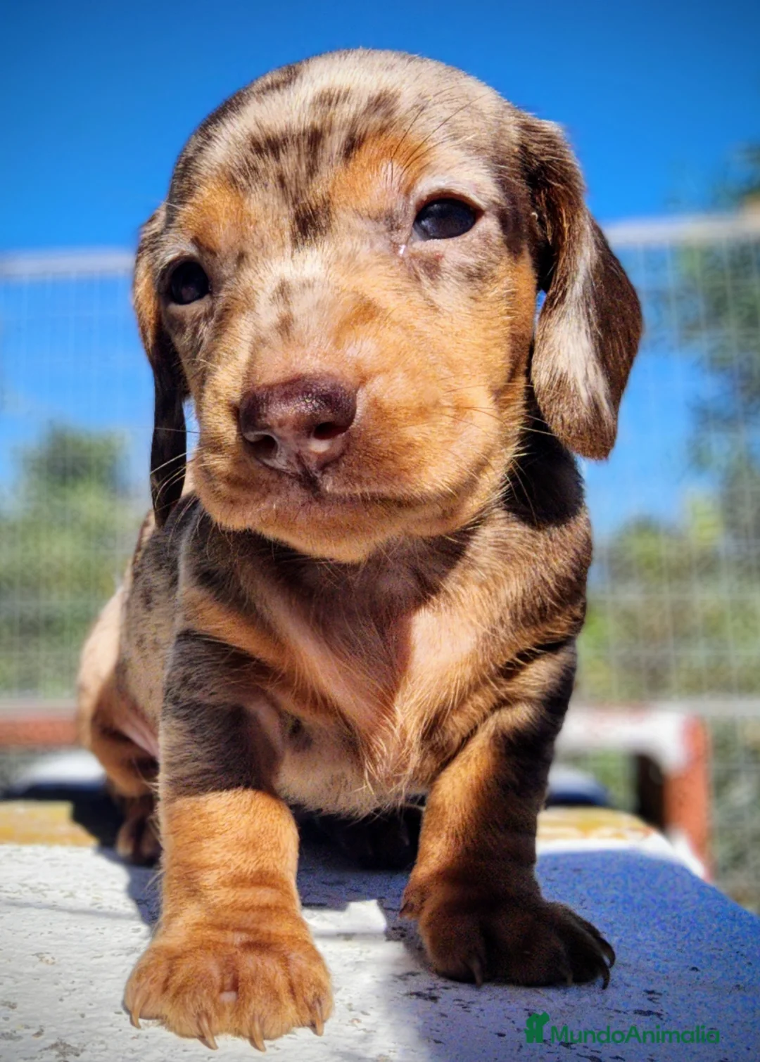 Teckel perros en venta: Teckel kanichen precio real - Anuncio 1