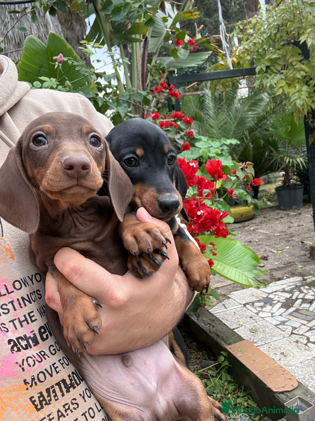 Teckel Miniatura perros en venta: Teckels mini y kaninchen  - Anuncio 2