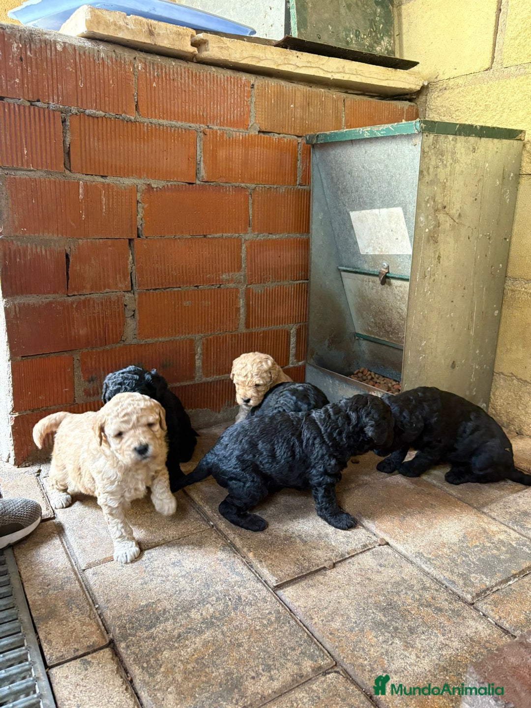 Perro de Agua Español perros en venta: Cachorritos perro de aguas español - Imagen 6