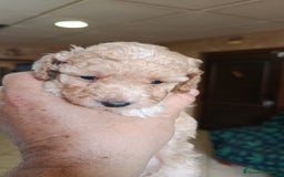 Caniche Toy perros en venta: Disponible caniche precioso  - Imagen 3