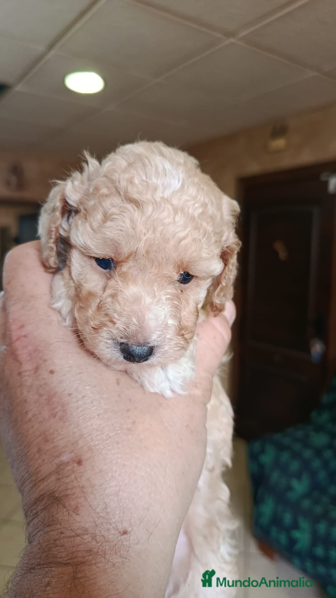 Caniche Toy perros en venta: Disponible caniche precioso  - Imagen 3