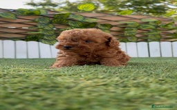 Caniche Toy perros en venta: CANICHE TOY ROJO MACHO - Imagen 3