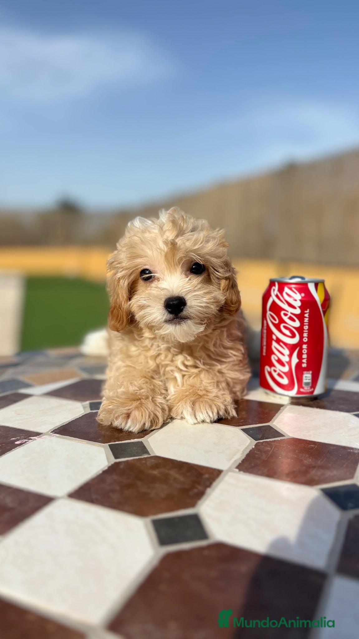 Maltipoo perros Maltipoo - Anuncio 3