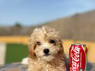 Maltipoo perros Maltipoo - Anuncio 1