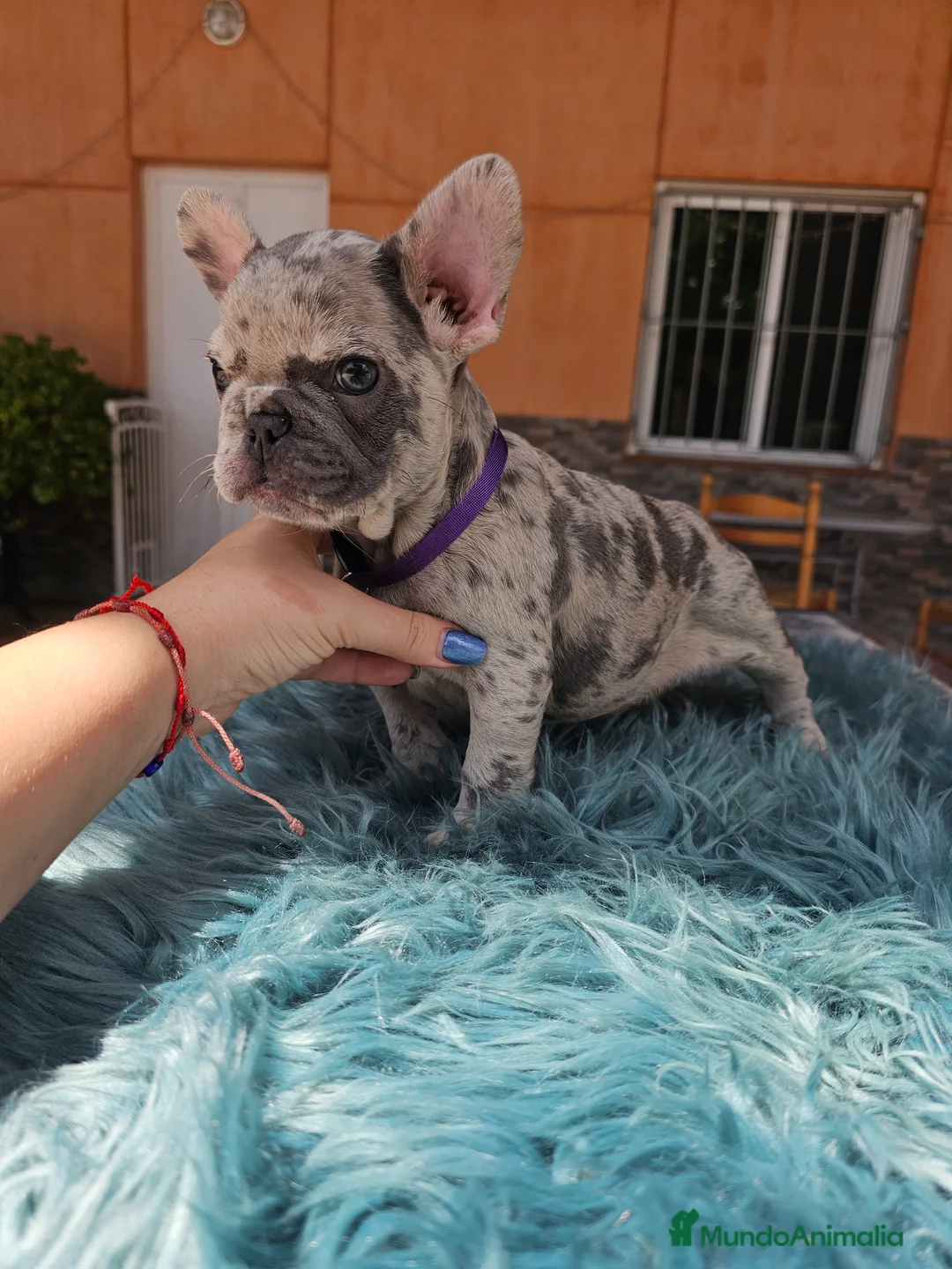 Bulldog Francés perros en venta: Bulldog francés blue y merle - Anuncio 8
