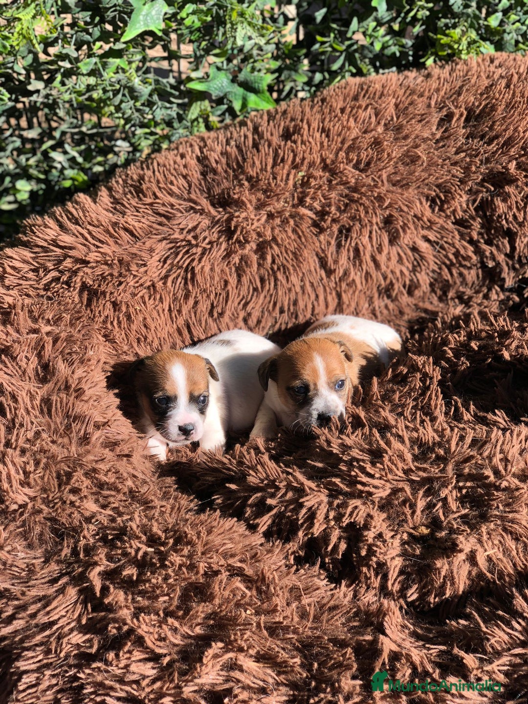 Jack Russell Terrier perros en venta: Tiernas Jack Russell Terrier🤍🤎 - Anuncio 3
