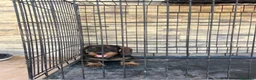 Teckel Miniatura perros en venta: Cachorros teckel gran calidad  - Anuncio 2