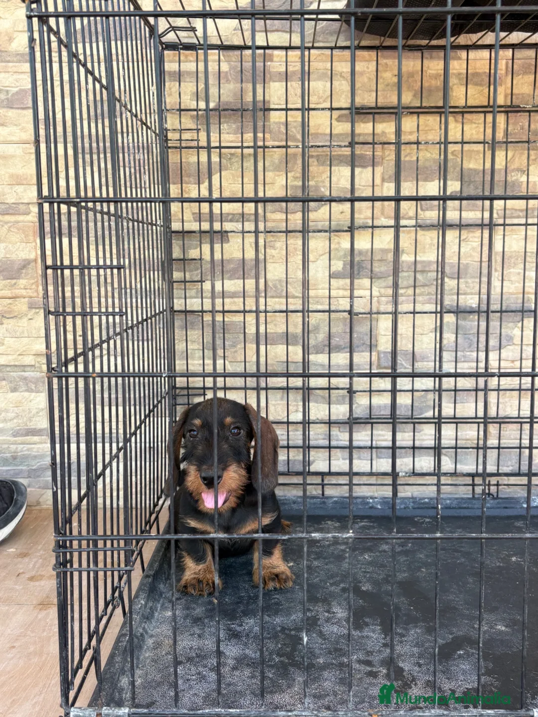 Teckel Miniatura perros en venta: Cachorros teckel gran calidad  - Anuncio 2