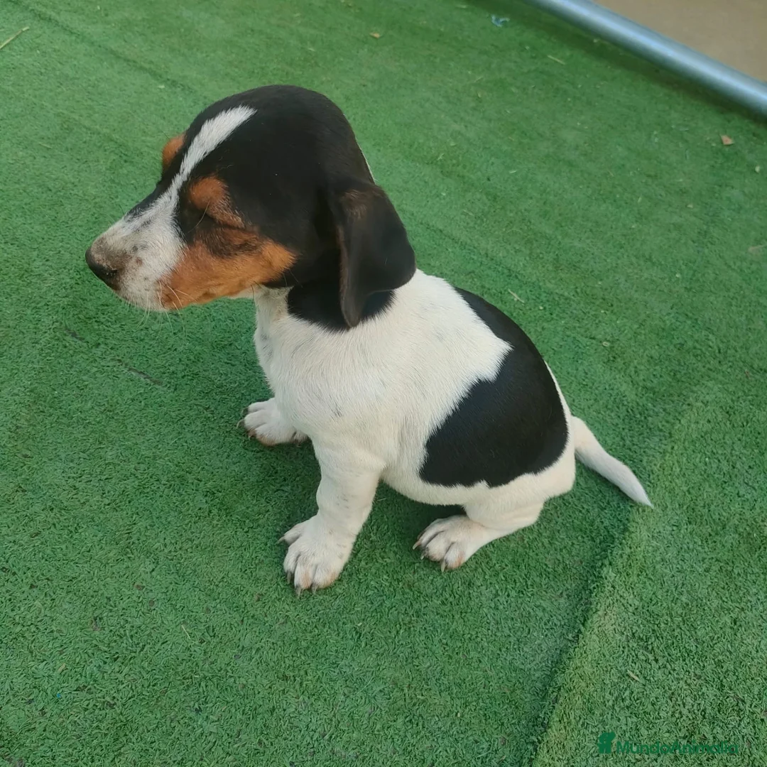 Jack Russell Terrier perros en venta: Cachorros Jack Rasel  - Anuncio 8