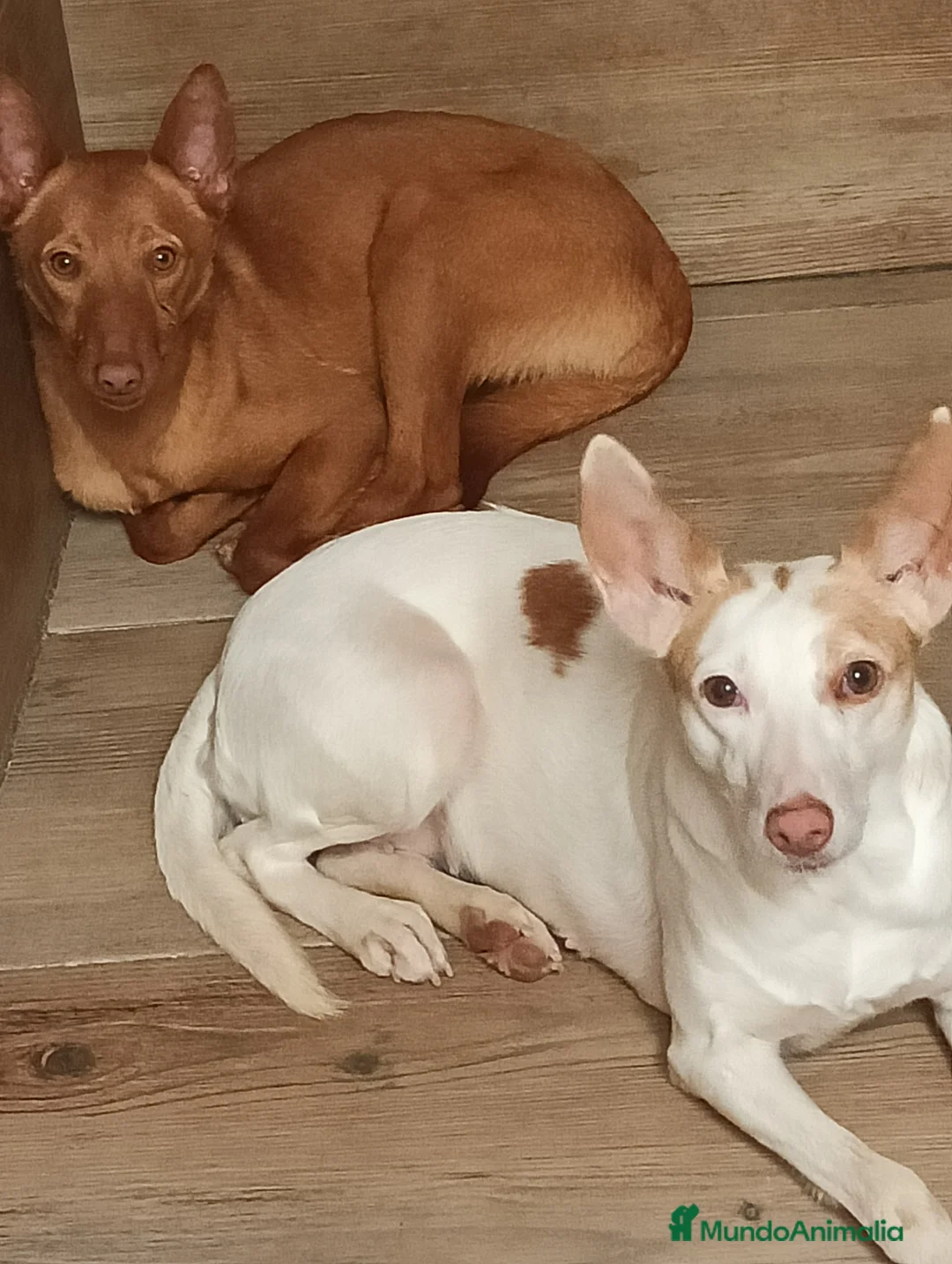 Podenco Andaluz perros en venta: Podenco andaluz  - Anuncio 1
