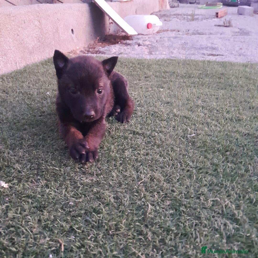 Pastor Belga Malinois perros en venta: PASTOR BELGA MALINOIS - Imagen 1