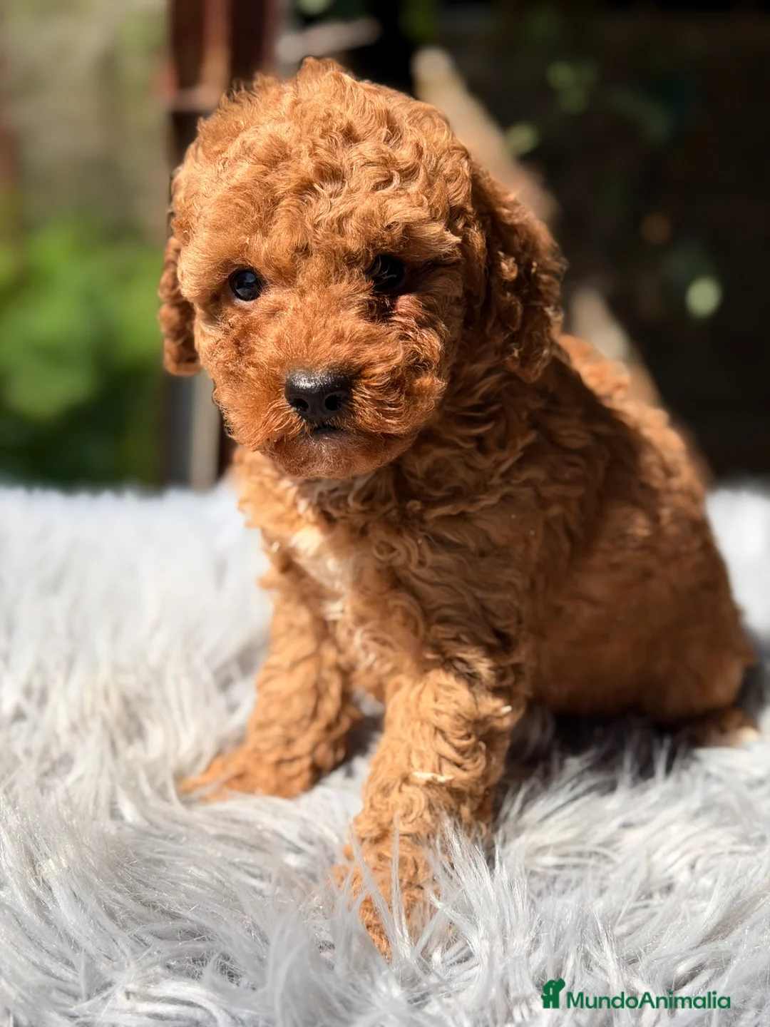 Caniche Toy perros en venta: Caniche rojo Toy  - Anuncio 2