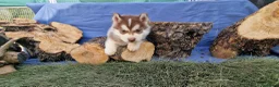 Husky Siberiano perros en venta: Husky siberiano  - Anuncio 3