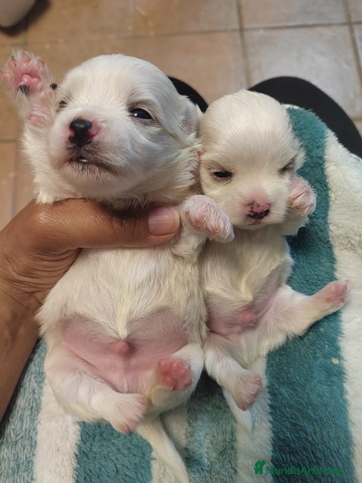 Bichón Maltés perros Bichón Maltes - Anuncio 1