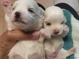 Bichón Maltés perros Bichón Maltes - Anuncio 1