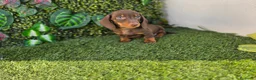Teckel Miniatura perros en venta: TECKEL KANNINCHEN & MINIATURA  - Anuncio 2